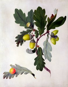 Quercus